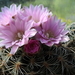 DSC01575Gymnocalycium bruchii ssp. lafaldense