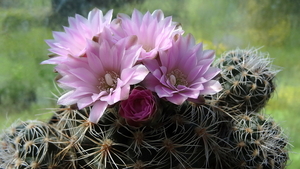 DSC01575Gymnocalycium bruchii ssp. lafaldense