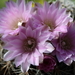 DSC01576Gymnocalycium bruchii ssp. lafaldense