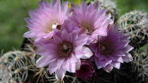 DSC01576Gymnocalycium bruchii ssp. lafaldense