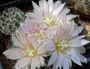 DSC01580Gymnocalycium bruchii ssp. niveum LF90