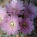 DSC01622Gymnocalycium bruchii ssp. lafaldense