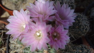 DSC01622Gymnocalycium bruchii ssp. lafaldense