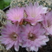 DSC01623Gymnocalycium bruchii ssp. lafaldense