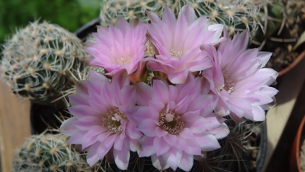 DSC01623Gymnocalycium bruchii ssp. lafaldense