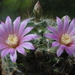 DSC01524Mammillaria longiflora