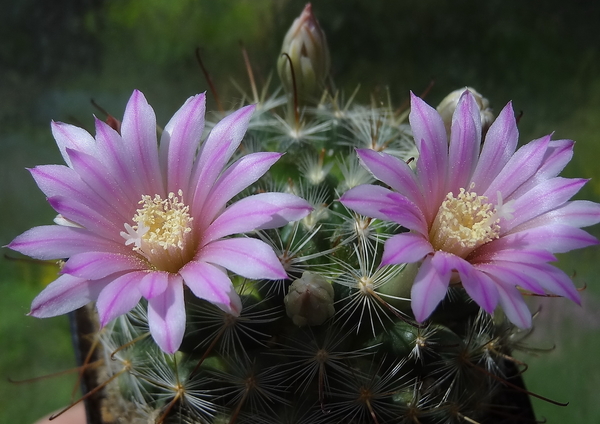 DSC01524Mammillaria longiflora