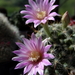 DSC01545Mammillaria longiflora