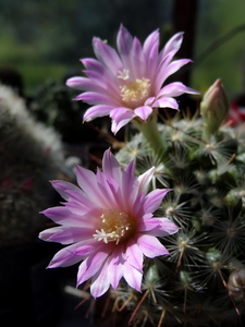 DSC01545Mammillaria longiflora