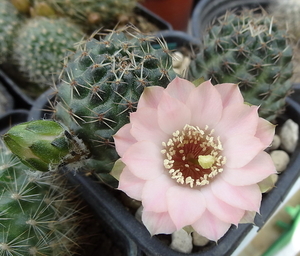 DSC01690Rebutia odehnallii SE109