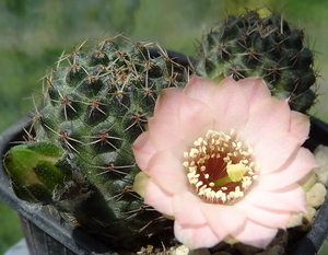 DSC01691Rebutia odehnallii SE109