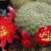 DSC01695Rebutia albiareolata