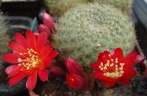 DSC01695Rebutia albiareolata