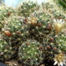 DSC01699Mammillaria crinita ssp. wildii