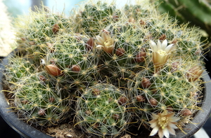 DSC01699Mammillaria crinita ssp. wildii