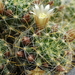 DSC01700Mammillaria crinita ssp. wildii