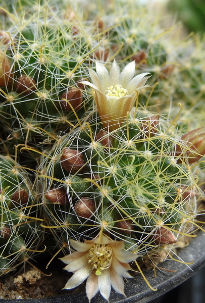 DSC01700Mammillaria crinita ssp. wildii