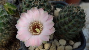 DSC01704Rebutia odehnallii SE109