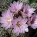 DSC01707Gymnocalycium bruchii ssp. lafaldense