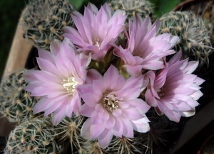 DSC01707Gymnocalycium bruchii ssp. lafaldense