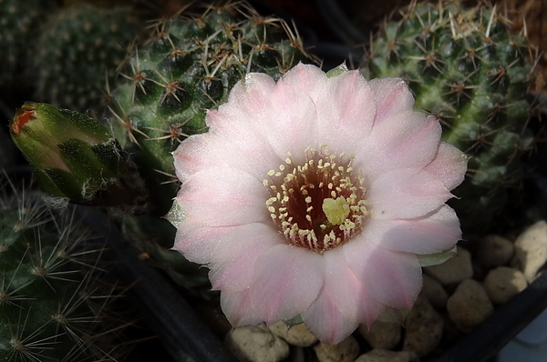 DSC01716Rebutia odehnallii SE109