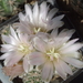 DSC01719Gymnocalycium bruchii ssp. lafaldense