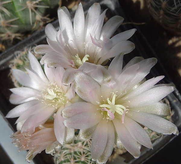 DSC01719Gymnocalycium bruchii ssp. lafaldense