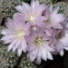 DSC01721Gymnocalycium bruchii ssp. lafaldense