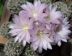 DSC01721Gymnocalycium bruchii ssp. lafaldense