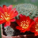 DSC01724Rebutia albiareolata