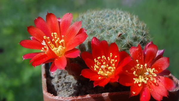 DSC01724Rebutia albiareolata