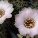 DSC01767Rebutia odehnallii SE109