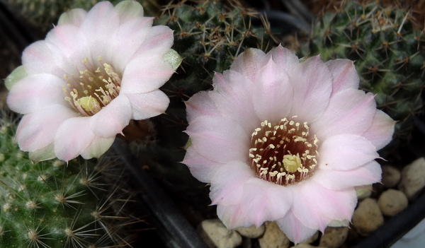 DSC01767Rebutia odehnallii SE109