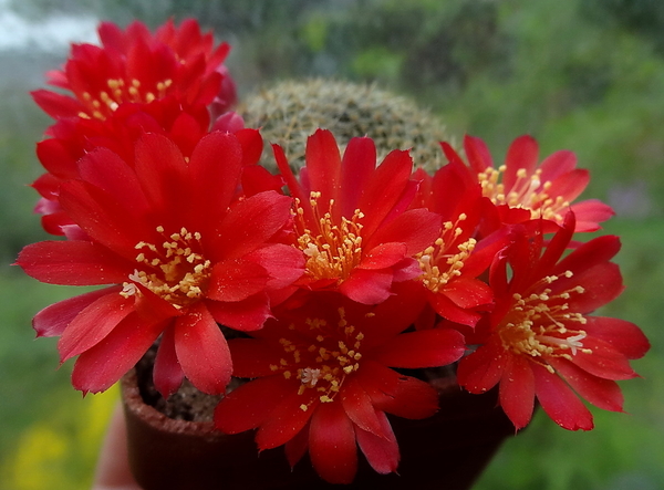 DSC01769Rebutia albiareolata