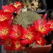 DSC01843Rebutia albiareolata