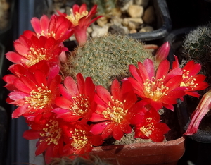 DSC01843Rebutia albiareolata