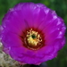 DSC01846Echinocereus reichenbachii ssp. oklahomensis