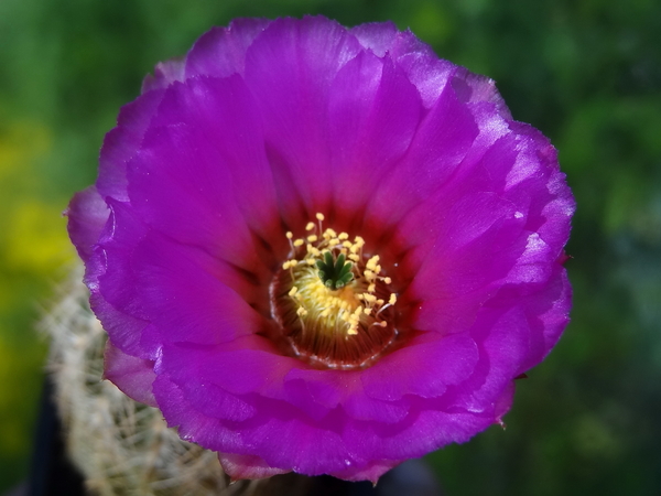 DSC01846Echinocereus reichenbachii ssp. oklahomensis