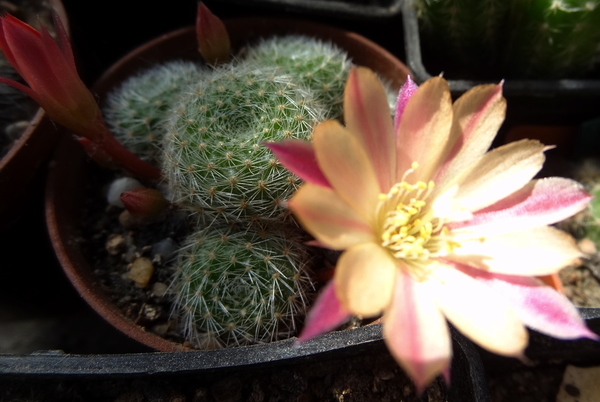 DSC01854Rebutia heliosa x albiflora