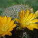 DSC01895Rebutia marsoneri