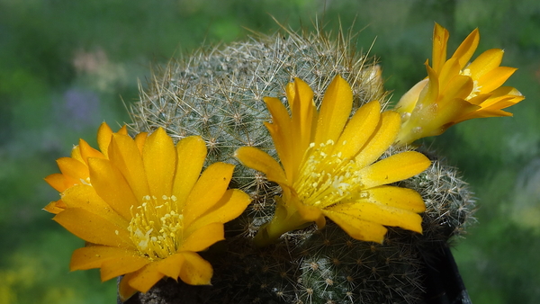 DSC01895Rebutia marsoneri