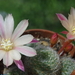 DSC01925Rebutia heliosa x albiflora