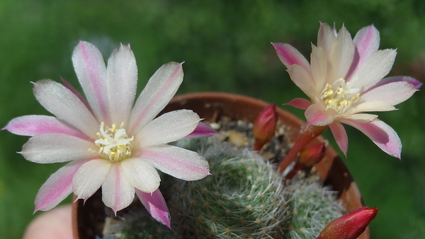 DSC01925Rebutia heliosa x albiflora