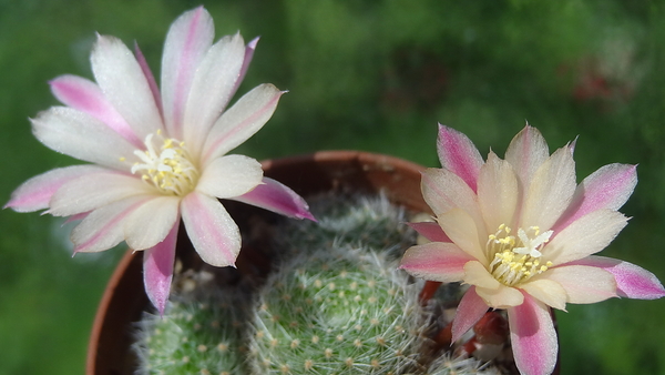 DSC01926Rebutia heliosa x albiflora