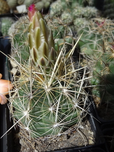 DSC01953Thelocactus bicolor bolasis