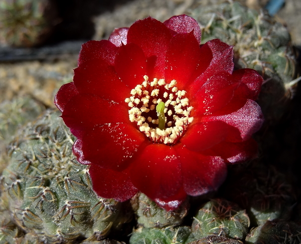 DSC01975Sulcorebutia pasopayana