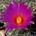 DSC01978Thelocactus bicolor bolasis