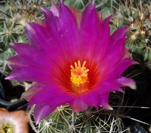 DSC01978Thelocactus bicolor bolasis