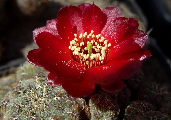 DSC01980Sulcorebutia pasopayana