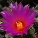 DSC01983Thelocactus bicolor bolasis